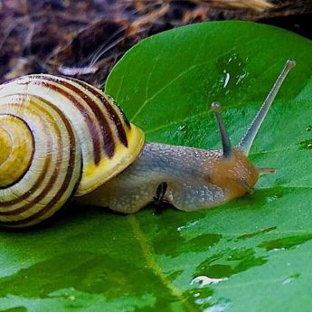 Dealing with Slugs and Snails