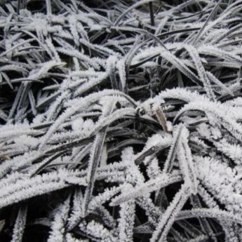 Gardening in early May - frost alert!