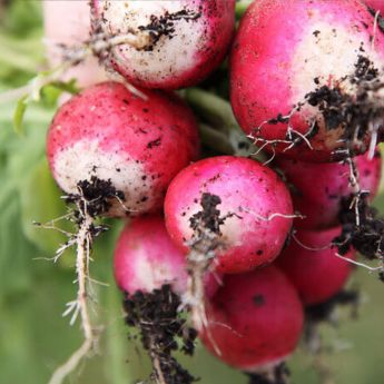 The humble radish
