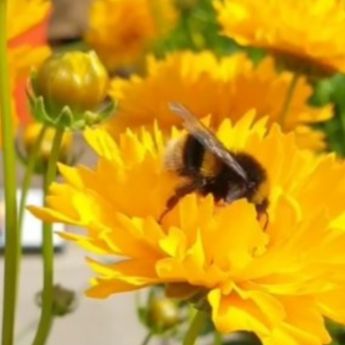 Bee friendly bedding plants