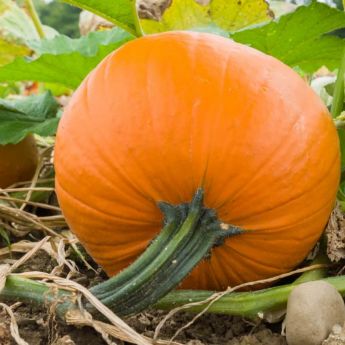 Growing Squash and Pumpkins