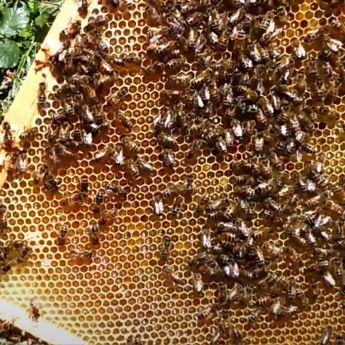 A new queen bee for 2017