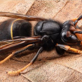 Asian hornet alert