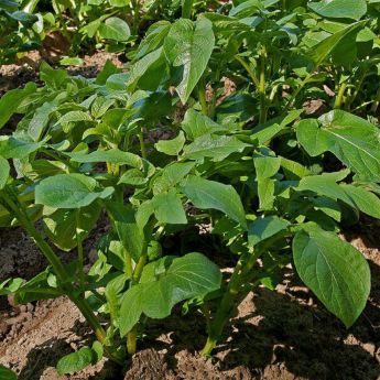 Things to do to get a good crop of Potatoes