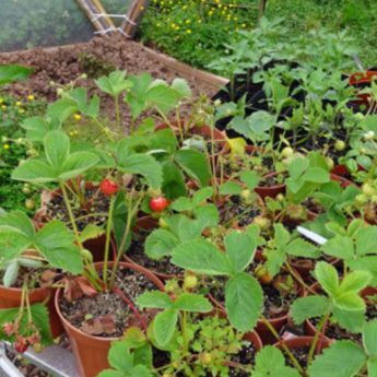 Midsummer on the allotment