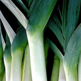 Making good use of space – time to plant leeks