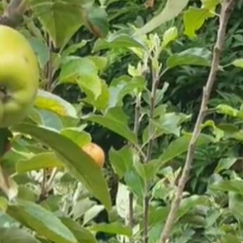 Summer trimming and pruning