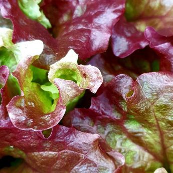 What I’ve been doing on my allotment this week
