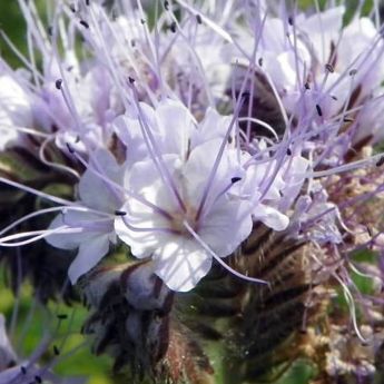 Give your soil a treat - Green Manures