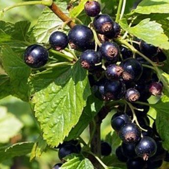 Blackcurrants: I’m a big fan