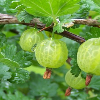 In praise of Gooseberries