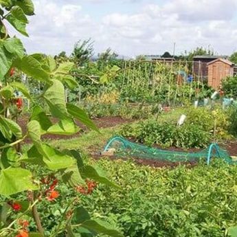 Love your allotment