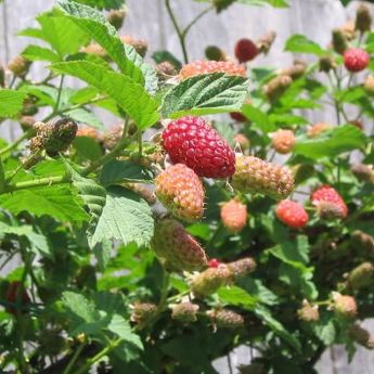 Spectacular Loganberry and Tayberry plants