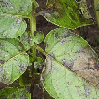 Blight - the dread of vegetable gardeners