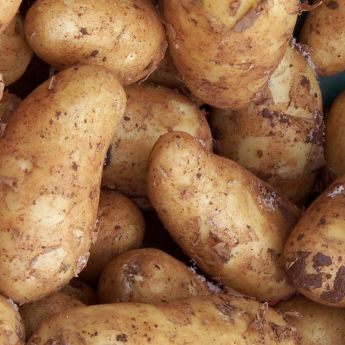 Harvesting and storing main crop potatoes