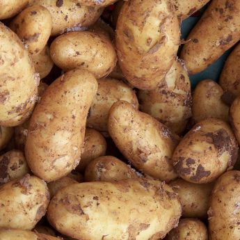 Harvesting and storing main crop potatoes