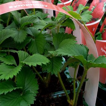 How to make a strawberry bed