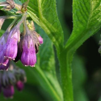 The benefits of Comfrey