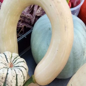 ‘All is safely gathered in’ - Harvesting 