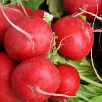 Veg to sow and plant now – but be quick!