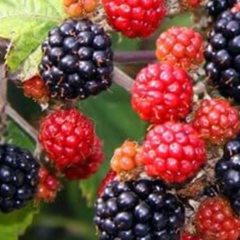 Things to do on your allotment in early September