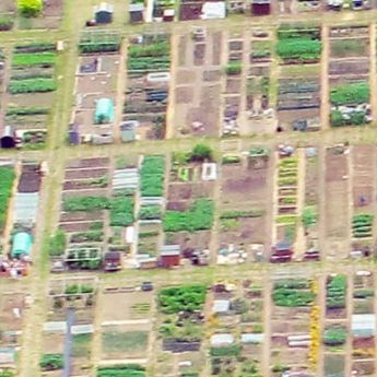 Starting out on an allotment
