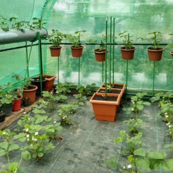 Greenhouse tidy up