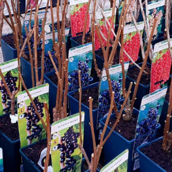 Fruit bushes to plant now