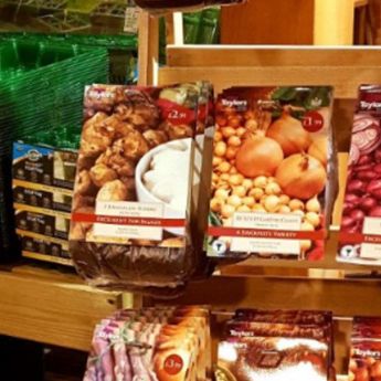 Planting onion sets, shallots and garlic