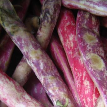 It’s not too late to plant cabbages and leeks