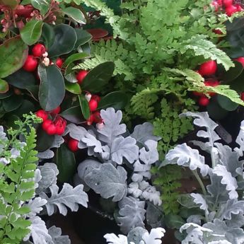 Exciting Christmas Combinations