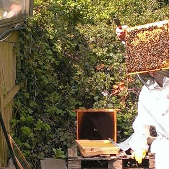 Bee Hive Update