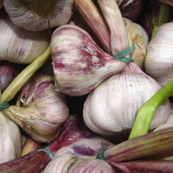 Garlic – varieties to plant in Autumn 
