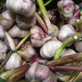 Garlic – varieties to plant in Autumn 