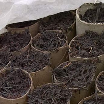 Early sowing and greenhouse cleaning and tidying