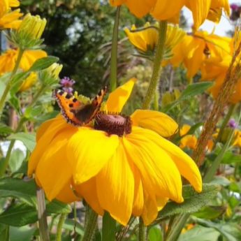 Plants for Pollinators