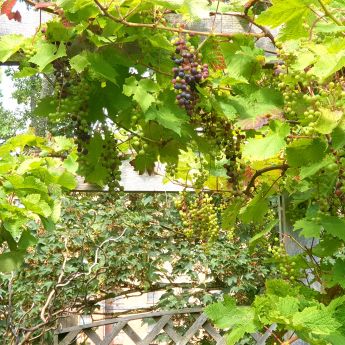 Cordon Training our grapevine