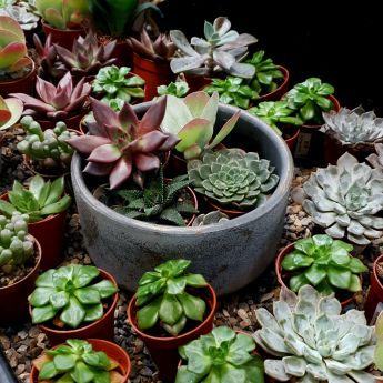 Houseplants for Students
