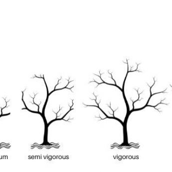 Choosing and Planting a Tree