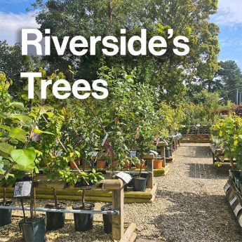 Riverside's Trees