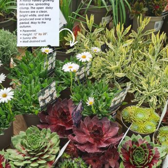 Plant recommendations for Arid Style Planting