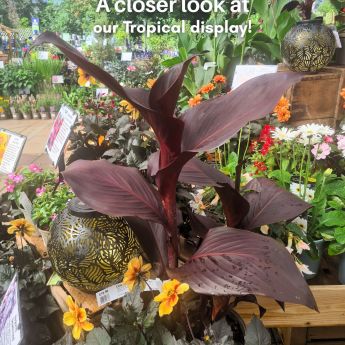 A closer look into our Tropical Island display