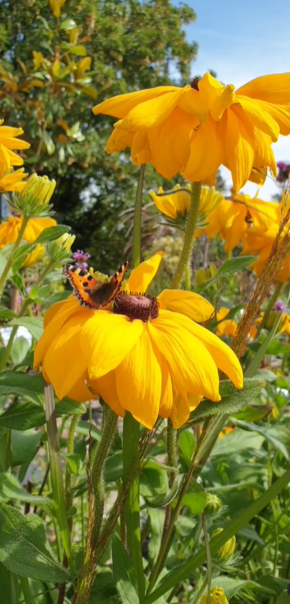Plants for Pollinators