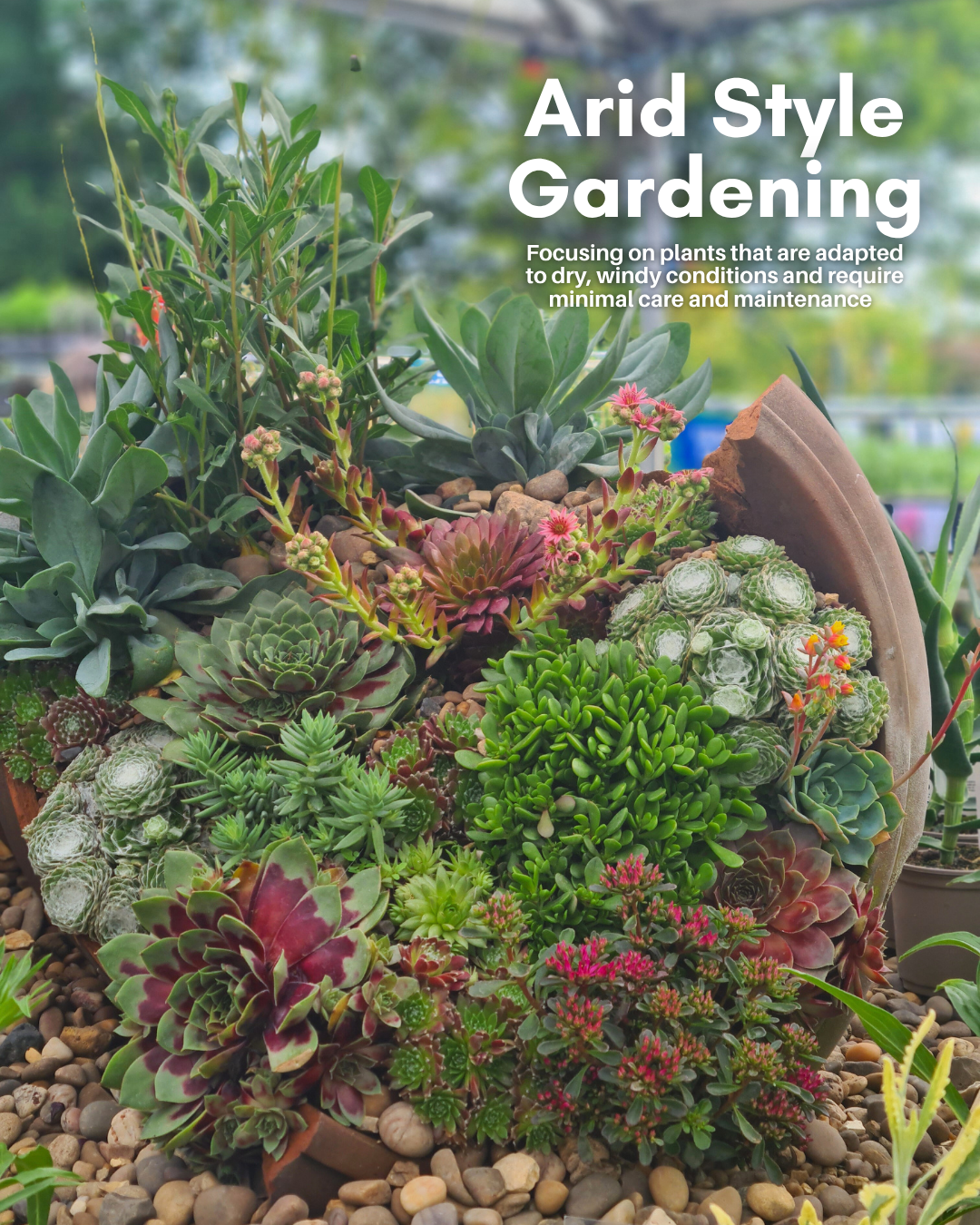 Plant recommendations for Arid Style Planting