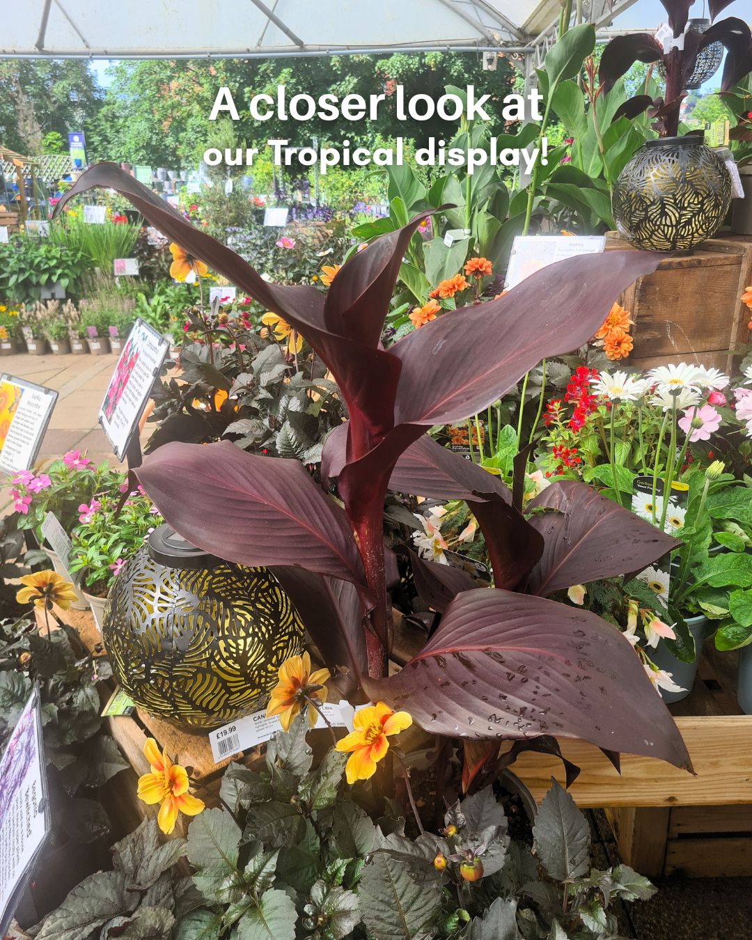 A closer look into our Tropical Island display