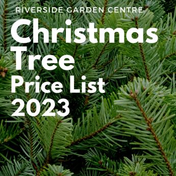 Christmas Tree Prices 2023