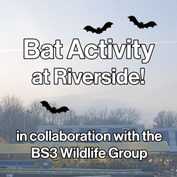 Bats at Riverside!