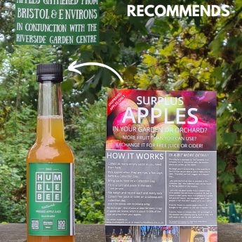 Surplus Apple Collection 2025