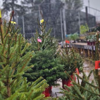 Christmas Tree Prices 2025