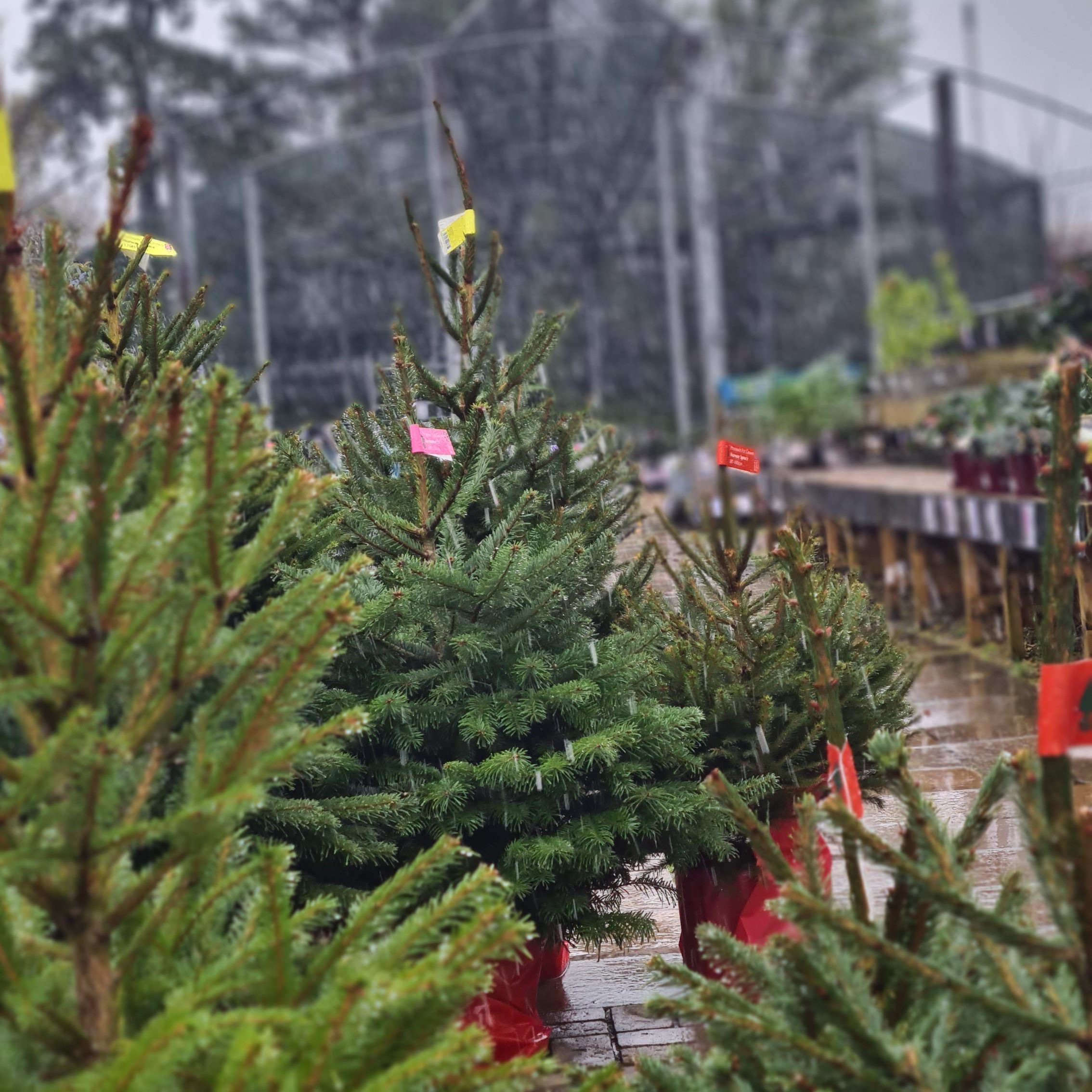 Christmas Tree Prices 2025